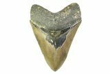 Fossil Megalodon Tooth - North Carolina #354474-2